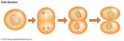 Diagram of cell division showing stages of mitosis and cytokinesis