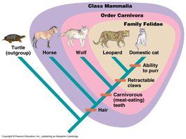 A phylogenetic tree showing the classification of mammals, including the relationships among turtles, horses, wolves, leopards, and domestic cats
