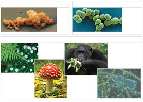 Images representing the three domains of life: Bacteria, Archaea, and Eukarya, with representative organisms