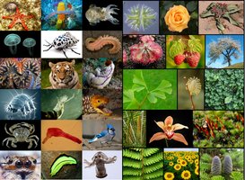 A collage showing the diversity of life forms including plants, animals, fungi, and microorganisms