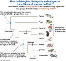 A phylogenetic tree showing evolutionary relationships among vertebrates and other groups, with traits such as hair, four limbs, and amniotic egg marked