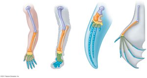 Diagram comparing the homologous forelimbs of a human, cat, whale, and bat