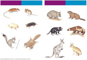 Illustration comparing marsupial and eutherian mammals with similar body forms due to convergent evolution