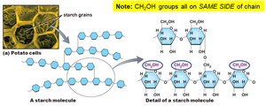 Starch structure and potato cells