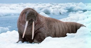 Walrus with blubber for insulation