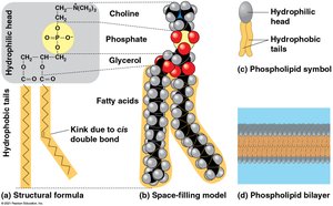 Phospholipid structure and bilayer formation