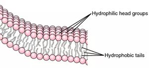 Phospholipid bilayer