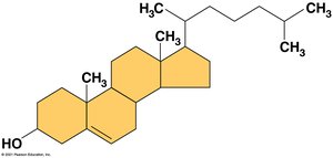Steroid structure (cholesterol)