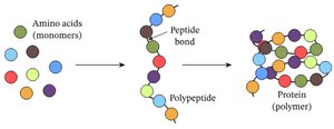 Amino acids (monomers) forming polypeptides and proteins