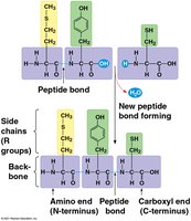 Peptide bond formation