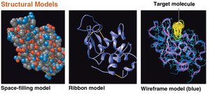 Protein structural models