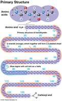 Primary structure of a protein