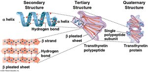 Secondary, tertiary, and quaternary protein structures