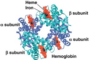 Hemoglobin quaternary structure