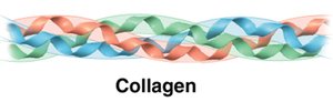 Collagen quaternary structure