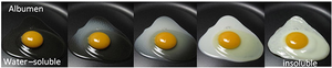 Egg protein denaturation