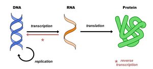 Central Dogma: DNA to RNA to Protein