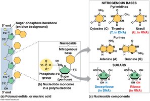 Nucleotide structure and nitrogenous bases