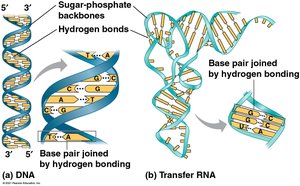 DNA double helix and RNA structure