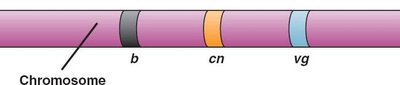 Chromosome with b, cn, vg gene loci