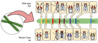 Gene order determination using recombination frequencies