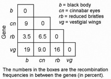 Linkage map table with recombination frequencies