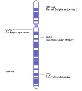 Cytological map of chromosome with gene loci