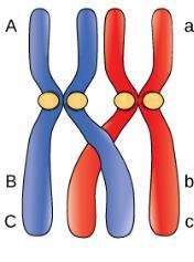 Crossing over between homologous chromosomes
