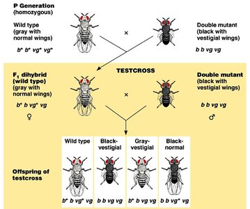 Testcross in Drosophila showing parental and recombinant phenotypes