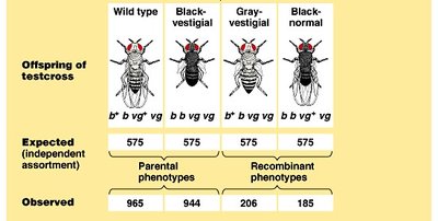 Expected and observed offspring ratios in Drosophila testcross