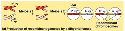 Production of recombinant gametes by a dihybrid female