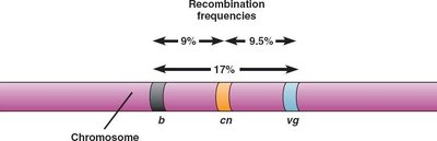 Chromosome map with recombination frequencies