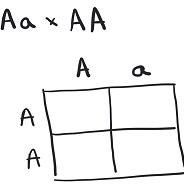 Punnett square for Aa x AA cross