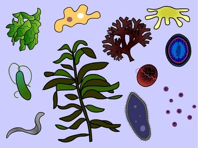 Diverse protists illustration