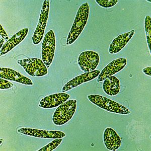 Euglena cells