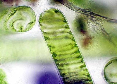 Spirogyra filament with spiral chloroplasts