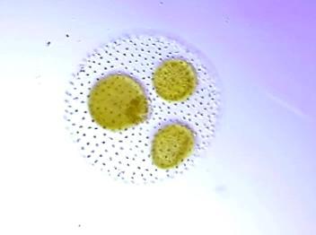 Slime mold plasmodium on decaying wood
