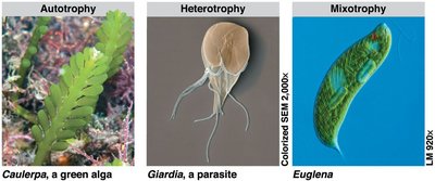 Examples of autotrophy, heterotrophy, and mixotrophy in protists