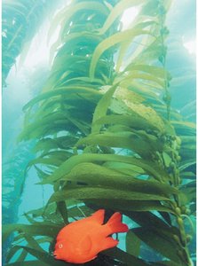 Kelp forest as an example of aquatic protist habitat