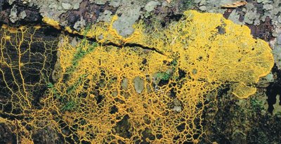 Slime mold plasmodium on a log