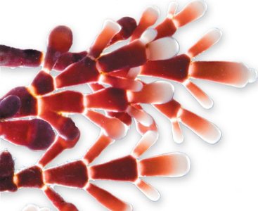 Red algae structure