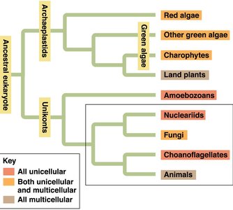 Phylogenetic tree showing relationships among protists, plants, fungi, and animals