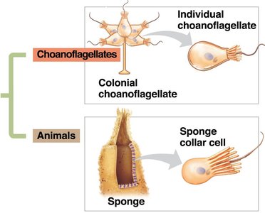 Choanoflagellates and their similarity to sponge collar cells