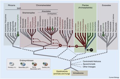 General Biology Algae Study Guide: Diversity of Life | Notes