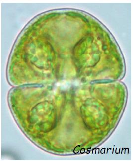 General Biology Algae Study Guide: Diversity of Life | Notes