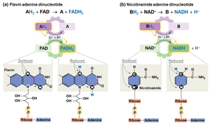 NAD and FAD as electron carriers