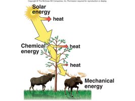 Energy flow in ecosystem: solar, chemical, mechanical energy