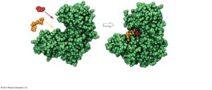 Induced-fit model: enzyme shape change