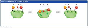 Enzyme-catalyzed reaction steps