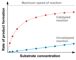 Substrate concentration vs. reaction rate